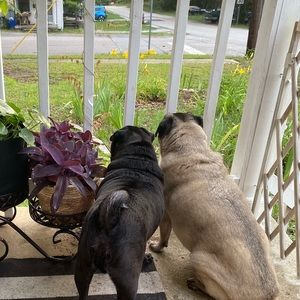 Meet your Posher, Caroline